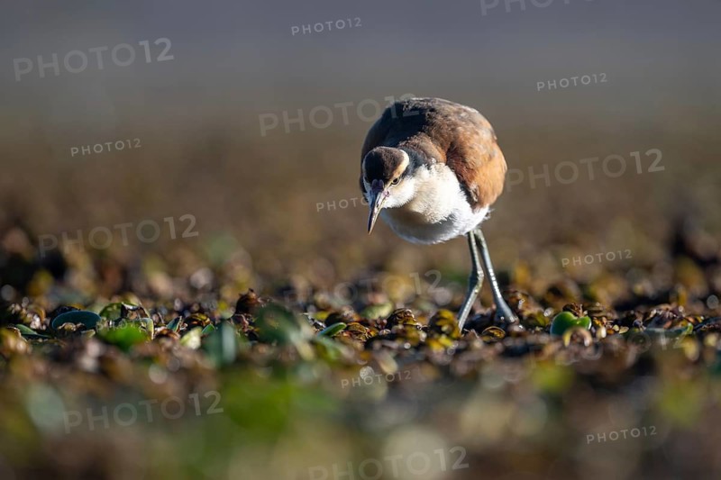 Red-fronted Jacana (Jacana jacana), juvenile, wading amongst aquatic plants on a lake, Buenos Aires, Argentina