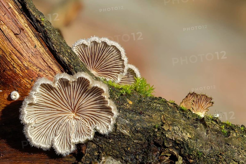 Common porecrust, common cleft leaflet, schizophyllum commune, split gill, fungi, fungus, mushrooms