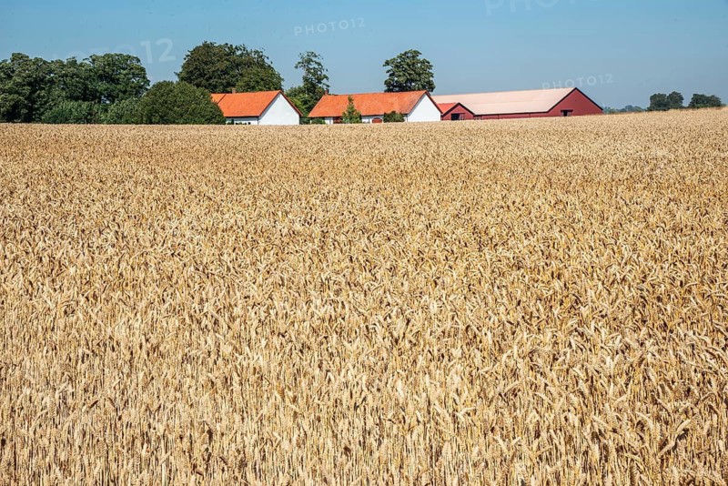 Farming. Field of ripe wheat at a farm in the background, in Ystad Municipality, Skåne County, Sweden, Scandinavia