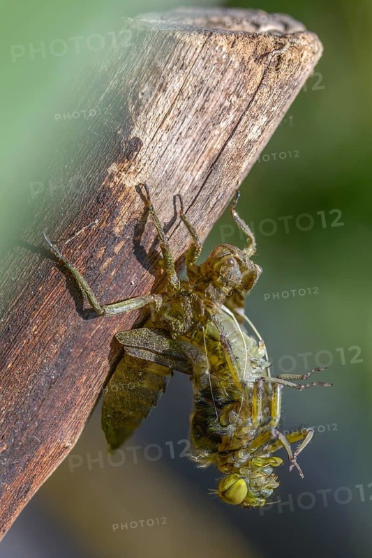 Broad-bodied chaser, libellula depressa, flatbelly, anisoptera, dragonflies, high size, portrait format, insects, larva, larva, dragonflies, odonata, hatching, hatching