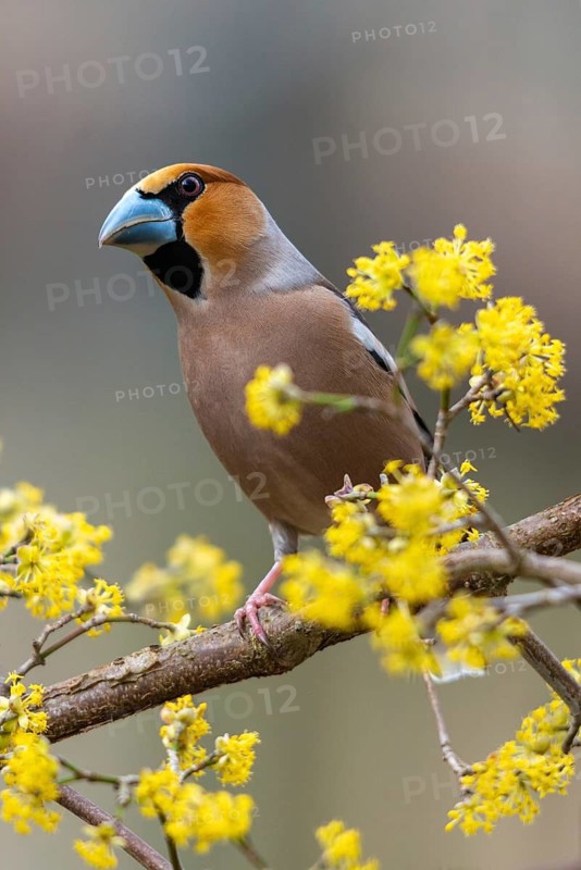 Coccothraustes Coccothraustes, Hawfinch, Heartbiter, Birds, Spring, High Size, Portrait, Passeri, Songbirds, Jump, Birds