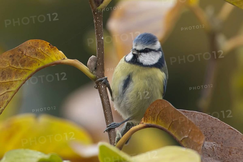 Blue tit (Cyanistes caeruleus) adult garden bird in a magnolia tree with autumn colour leaves, England, United Kingdom