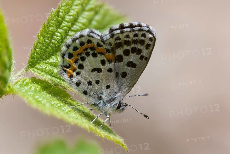 Chequered blue, midget blue, Scolitantides Orion, butterfly, insects, butterflies, butterflies, butterflies