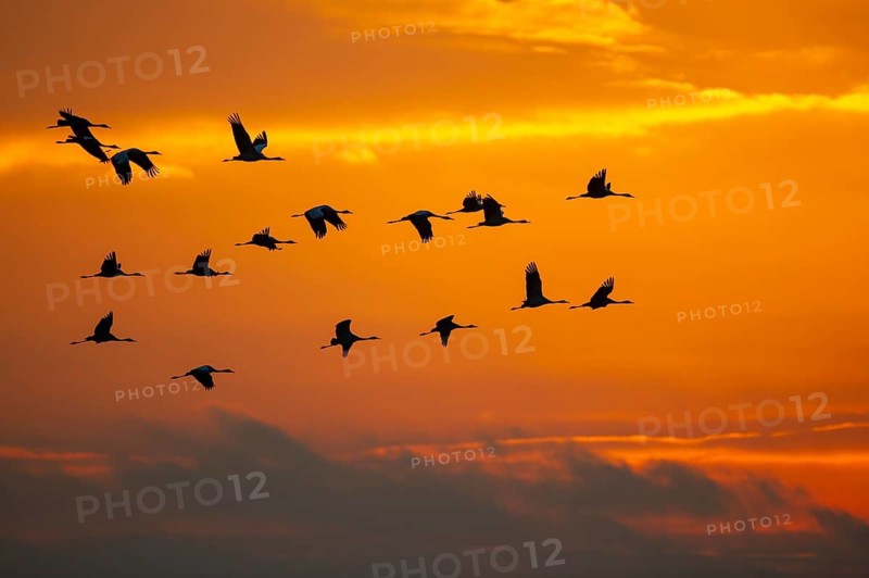 Flying cranes (Grus grus) against a colourful evening sky, Vechta, Lower Saxony, Germany