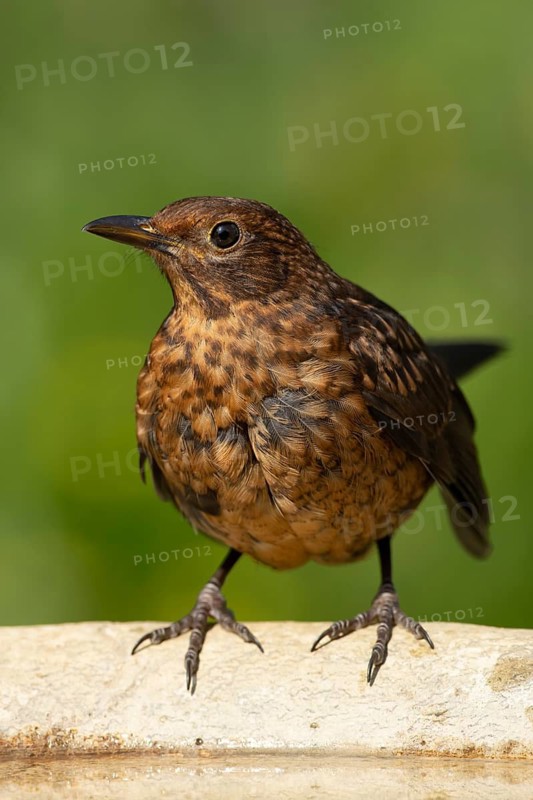 Eurasian blackbird (Turdus merula) adult garden bird on a water bird bath, England, United Kingdom