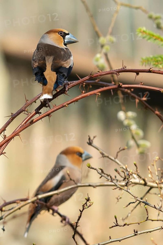 Coccothraustes Coccothraustes, Hawfinch, Heartbiter, Birds, High Size, Portrait, Passeri, Songbirds, Birds
