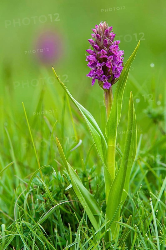 Dactylorhiza incarnata, flesh-colored orchid, orchidaceae, orchids, orchid family, Sweden, stiff-leaved orchid, early march orchid, flora, high size, portrait, plants, plants, Sweden, Öland