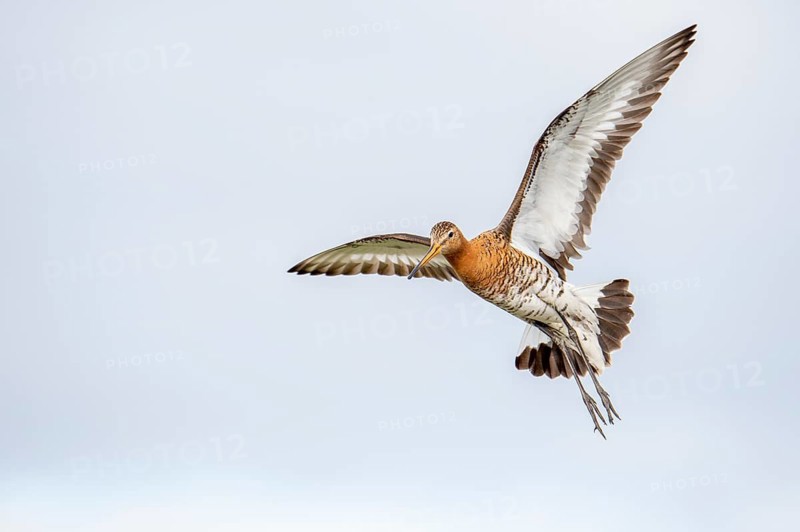 Black-tailed gown Limosa limosa) in flight, De Waal, Texel, Netherlands