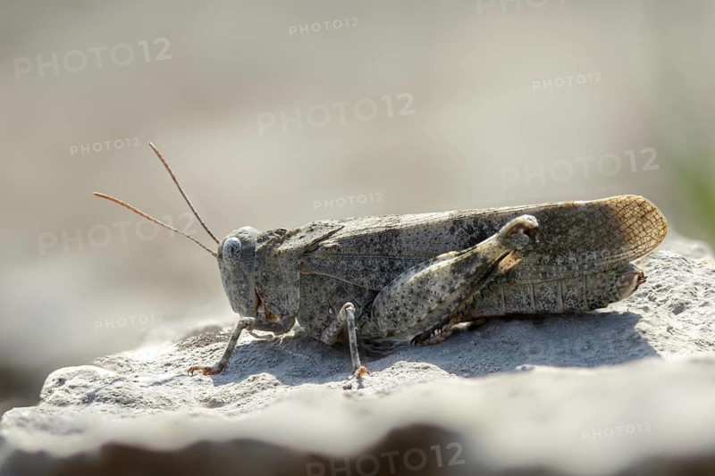 Acrididae, caelifera, field locusts, gomphocerinae, grasshoppers, short-feeler, Oedipoda germanica, red-winged wasteland scare, grasshoppers, grasshoppers, insects, red-winged grasshoppers, wasteland scare