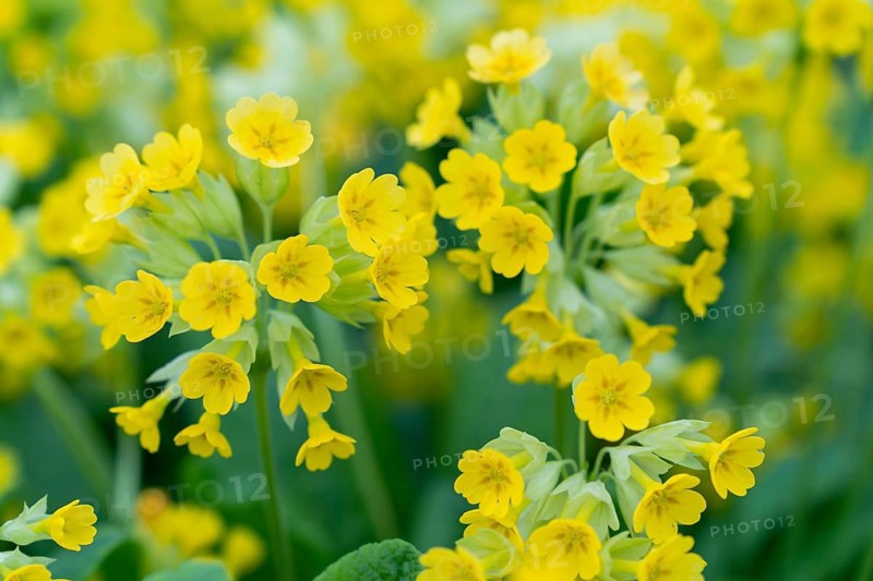 Close-up of inflorescence of yellow flowers Primula macrocalyx is a perennial herbaceous plant, a species of the genus Primrose Primula of the family Primulaceae Primulacea, Bright yellow primrose flowers with green leaves in a vibrant garden setting