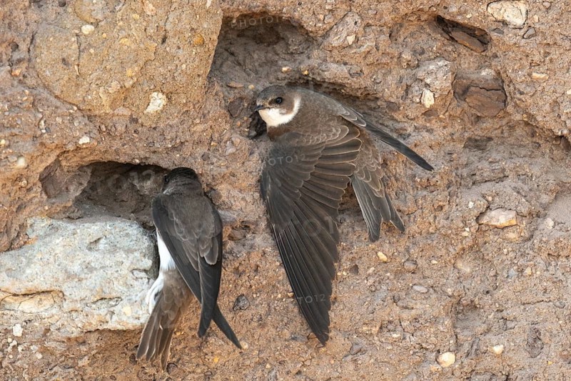 Bank Swallow, Brandenburg, Germany, Nabu, Nabu Project, National Natural Heritage, Grünhaus Nature Paradise, Riparia Riparia, Sand Martin, Swallow, Bank Swallow, Post-Mining Landscape, Birds, Grünhaus, Passeri, Songbirds, Birds