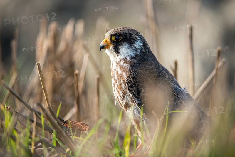 Falco vespertinus, red-footed falcon, red-footed falcon, birds, falconiformes, falcons, birds of prey, raptors, birds