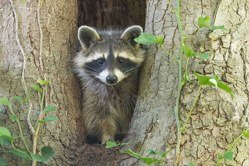 Close-up of a raccoon (Procyon lotor) peering out of a tree hollow, Hesse, Germany