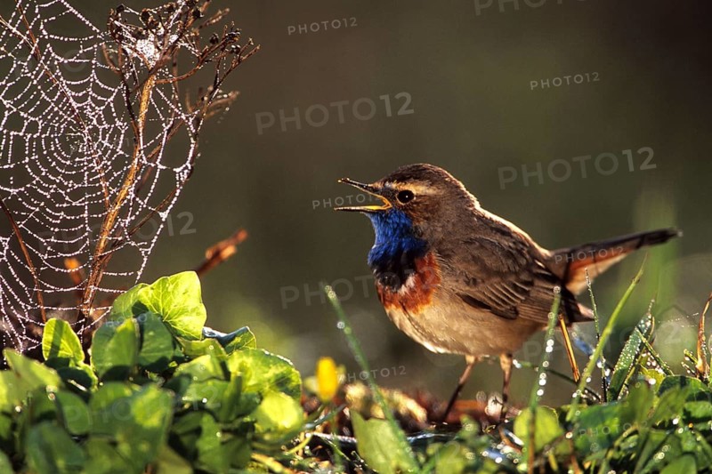 Animals, bird, birds, bluethroats in the biotope, Germany, Federal Republic of Germany
