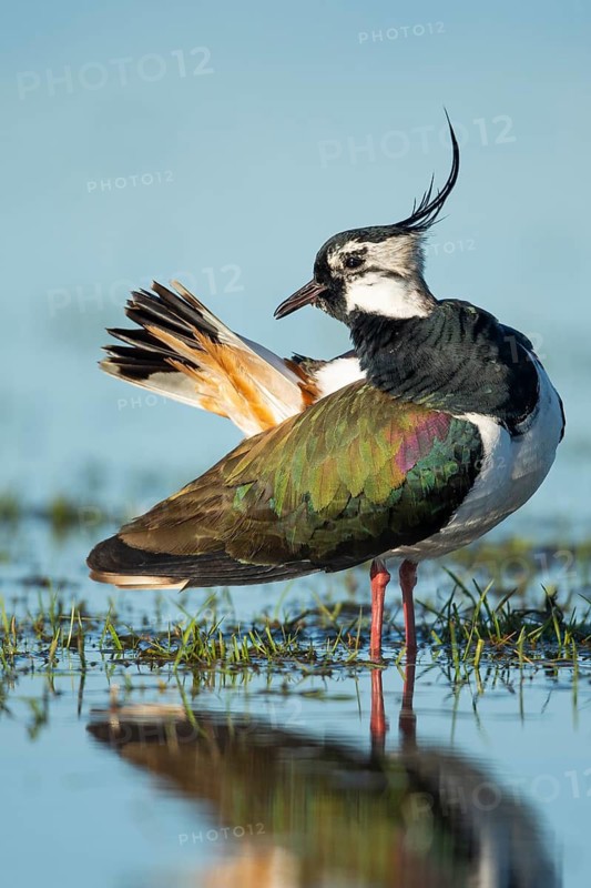 Northern Lapwing (Vanellus vanellus) in a wet meadow, Dümmer, Lembruch, Lower Saxony, Germany