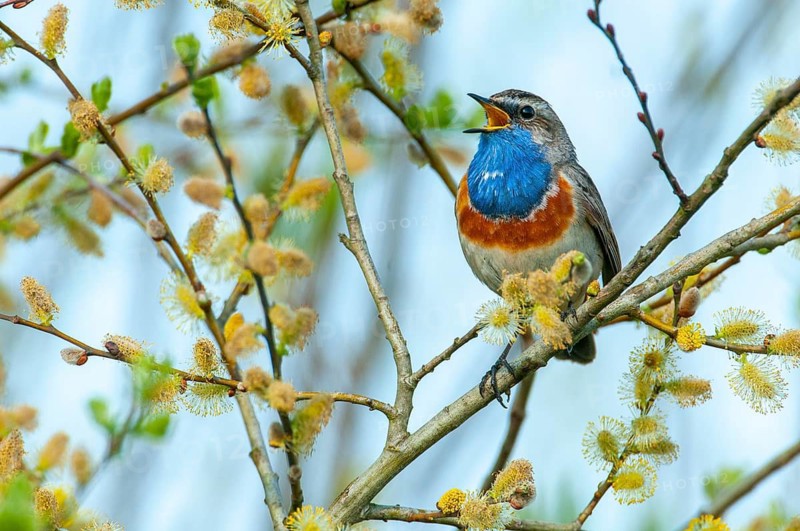 A courting bluethroat (Luscinia svecica), Goldenstedt, Lower Saxony, Germany