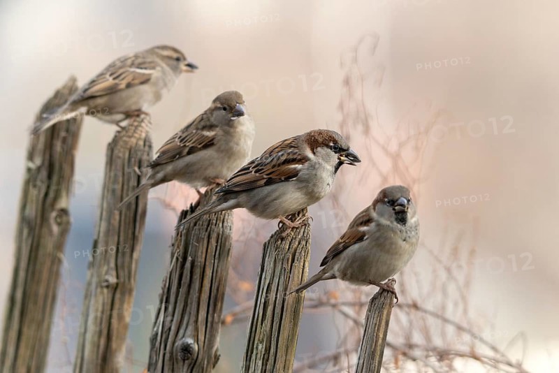 House sparrow, passeri, songbirds, sparrow, birds, female, garden fence, male, passeri, songbirds, sparrow, sparrow, sparrow, sparrow, sparrow, sparrow, sparrow, sparrow, birds, female