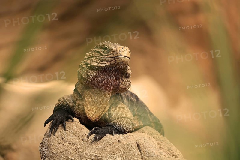 Cuban iguana (Cyclura nubila), Duisburg Zoo, in captivity, Duisburg, North Rhine-Westphalia, Germany