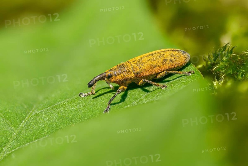 Lixus cf. punctiventris, Lixus punctiventris, Pippau stem weevils, weevils, beetles, coleoptera, insects, beetles, stem weevils