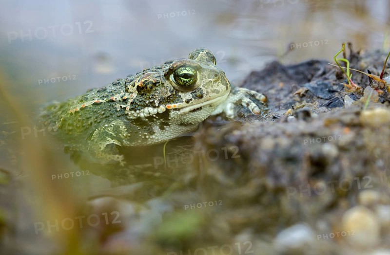 Brandenburg, Bufo Calamita, Germany, Epidalea Calamita, Toad, Nabu, Nabu Project, National Natural Heritage, Natterjack Toad, natural paradise Grünhaus, amphibians, amphibians, post-mining landscape, green house, amphibians
