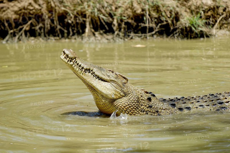 Crocodile, Australia, Australia