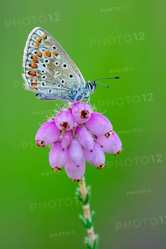 Common Blue (Polyommatus icarus) on bell heather, Goldenstedt, Lower Saxony, Germany