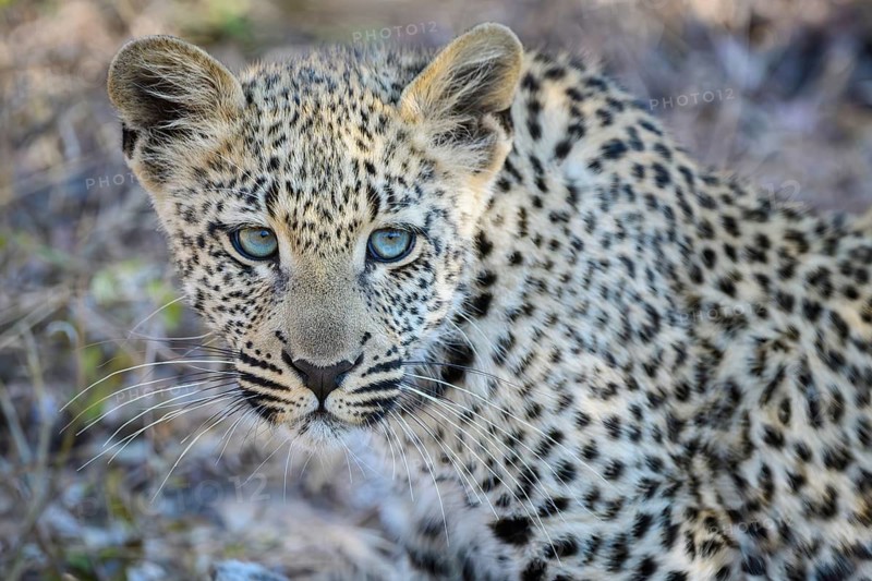 Blue eyed leopard cub, (Panthera pardus), Sabi Sands Game Reserve, Mpumalanga, South Africa
