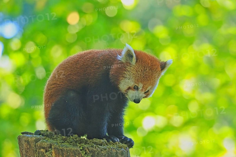 Red panda (Ailurus fulgens), Duisburg Zoo, in captivity, Duisburg, North Rhine-Westphalia, Germany
