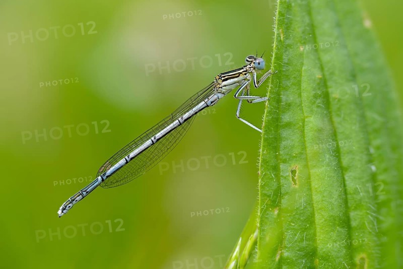 Azure damselfly, blue feather dragonfly, platycnemis pennipes, white-legged damselfly, damselflies, dragonflies, insects, dragonflies, odonata, zygoptera
