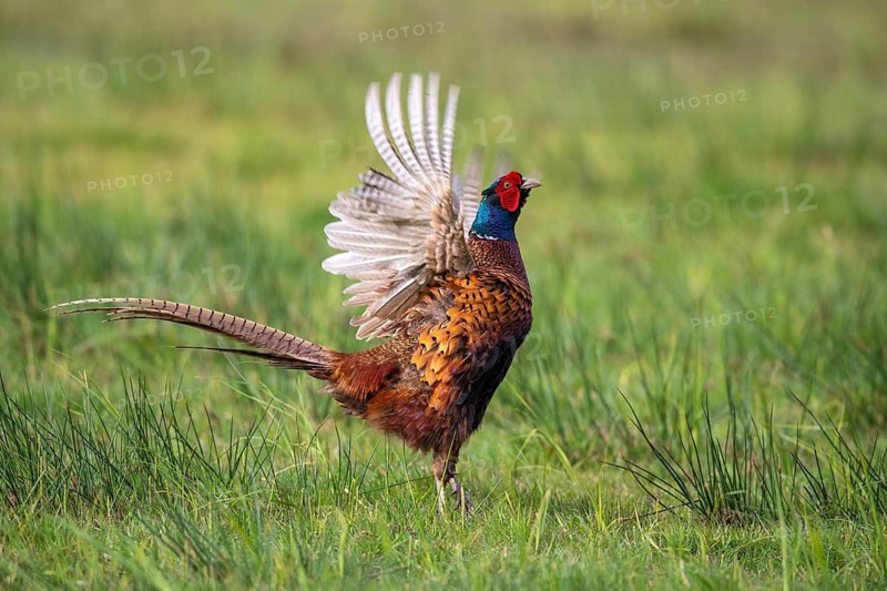 Courting pheasant (Common Pheasant), Dümmer, Lembruch, Lower Saxony, Germany