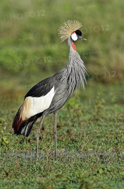 South African Crowned Crane (Balearica regulorum) in the grassy savannah, Serengeti National Park, Tanzania