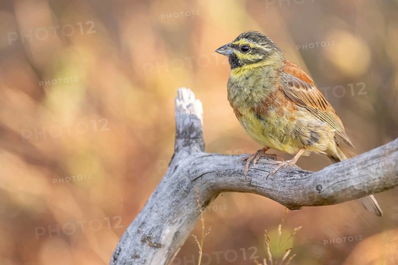 A male cirl bunting (Emberiza cirlus) on a branch. Bas-Rhin, Alsace, France