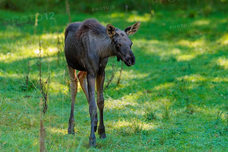 A moose calf (Alces alces) walks across a green meadow on a sunny day. belarus, china, Czech Republic, Estonia, Finland, Latvia, Mongolia, North America, Norway, Poland, Russia, Sweden, Ukraine