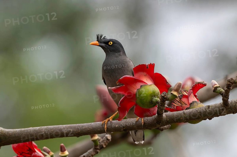 Jungle Myna (Acridotheres fuscus) on a flowering silk-cotton branch, sreepur, Gazipur, bangladesh
