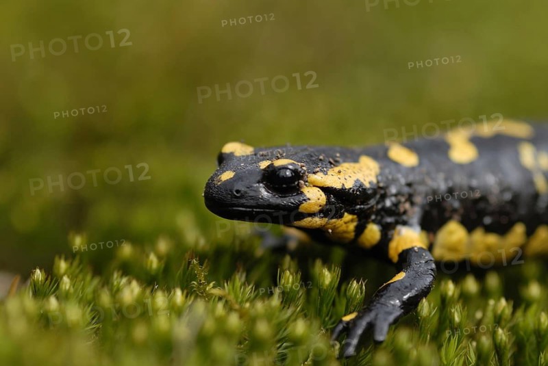 Fire salamander, Salamandra salamandra, Vosswinkel, March 2008