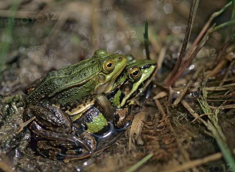 Small water frog, pelophylax lessonae, pool frog, rana lessonae, amphibians, amphibians, couple, frog, frog, amphibians, mating