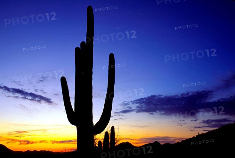 USA, Arizona, Sonora desert, saguaro cactus, saguaro, silhouettes, sunset, desert