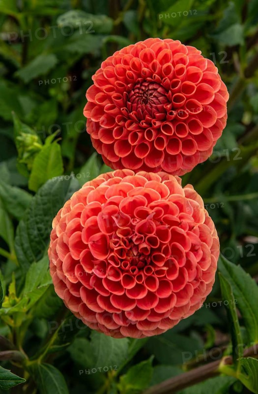 Flowering Dahlias (Dahlia), variety Cornel Brons in the Dahlia Farm in Löderup, Ystad municipality, Skåne County, Sweden, Scandinavia