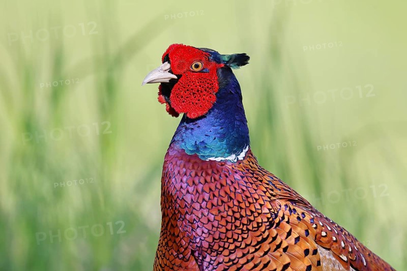 Pheasant, common pheasant (Phasianus colchicus), adult male bird in a meadow, animal portrait, wildlife, Lembruch, Ochsen Moor, Dümmer nature park Park, Lower Saxony, Germany