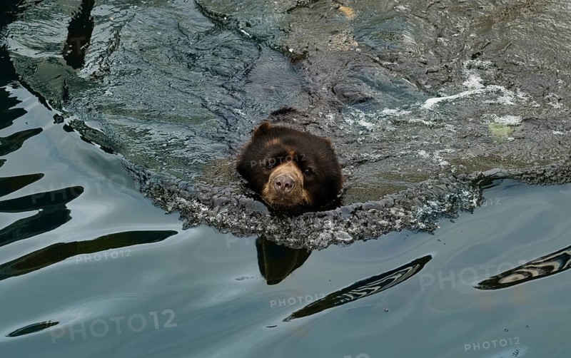Spectacled bear (Tremarctos ornatus) or Andean bear, in captivity, swimming in a pond, water, Baden-Württemberg, Germany