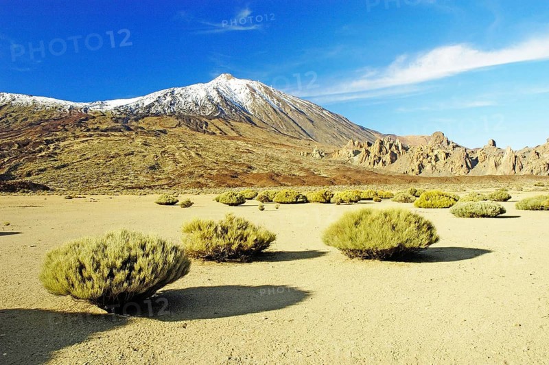 Europe, Spain, Canary Islands, Tenerife, Pico de Teide, Narcisse de Teide, Tenerife, Canary Islands Canary Islands, Spain