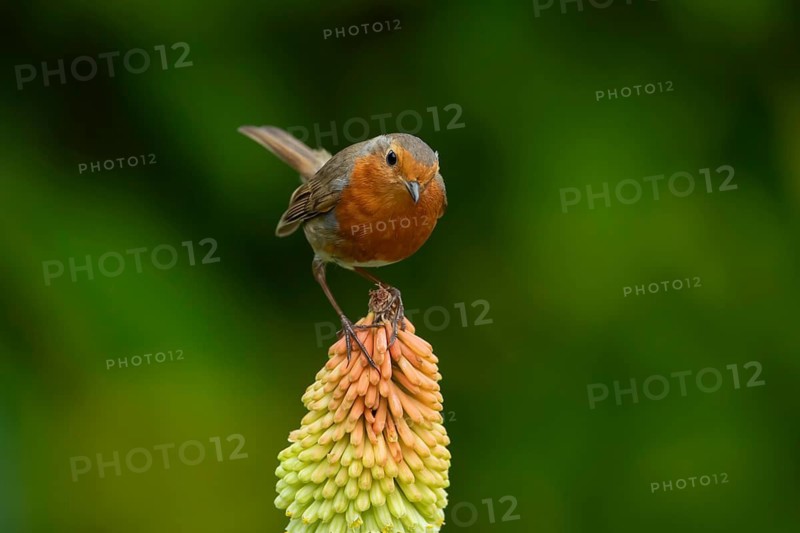 European robin (Erithacus rubecula) adult garden bird on a red hot poker flower in summer, England, United Kingdom