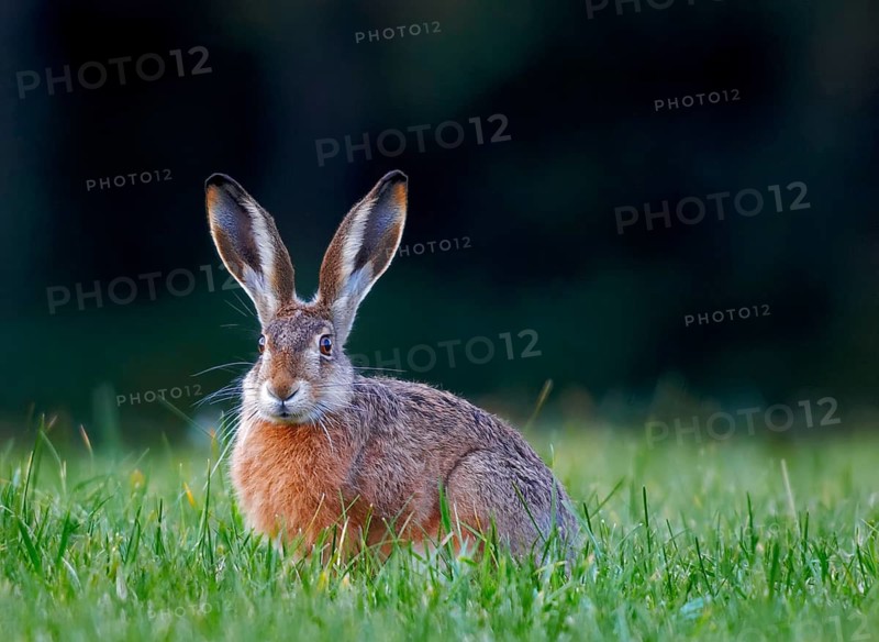 Animals Mammals Hare in Meadow, Lepus europaeus, Germany