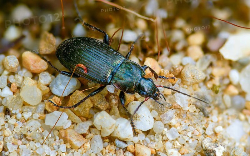 Carabidae, common grave runner, copper-colored grave runner, copper-colored list beetle, coppery shoulder-runner, Poecilus cupreus, pterostichus cupreus, beetle, coleoptera, insects, beetles, ground beetles