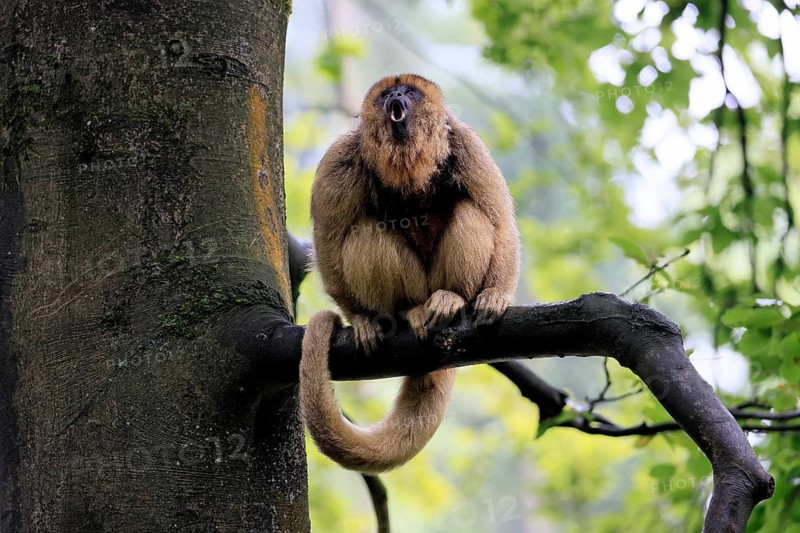 Black howler monkey (Alouatta caraya), adult, female, tree, sitting, calling, South America