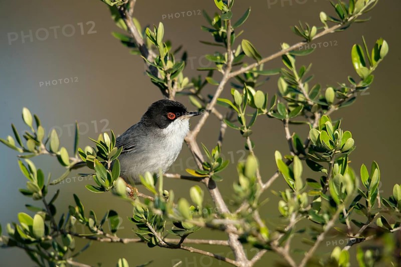 Granelli, Italy, Pantani Cuba and Longarini, velvet warbler, Sardinian warbler, Sylvia melanocephala, migratory bird sanctuary, Pantani Cuba & Longarini migratory bird sanctuary, birds, Italy, male, passeri, songbirds, Sicily, songbirds, foundation pro biodiversity, birds