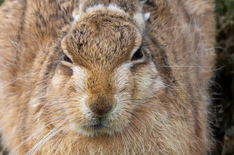 European brown hare (Lepus europaeus) adult animal head portrait, England, United Kingdom