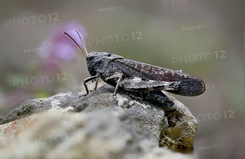 Acrididae, caelifera, field locusts, gomphocerinae, grasshoppers, short-feeler, psophus stridulus, red-winged snoring scare, grasshoppers, grasshoppers, insects, rattle grasshoppers