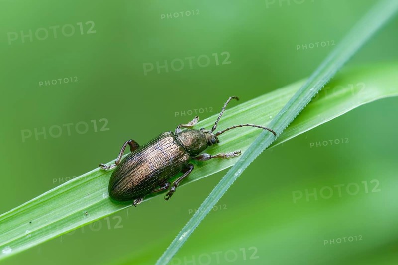 Small sedge reed beetle, Plateumaris consimilis, reed beetle, coleoptera, insects, beetles