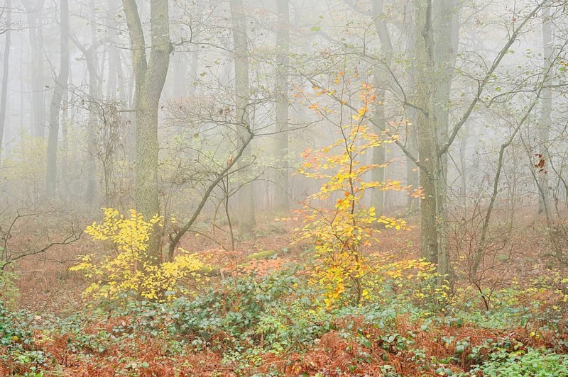 Deciduous forest with European beech (Fagus sylvatica) and English oak (Quercus robur) in autumn, North Rhine-Westphalia, Germany